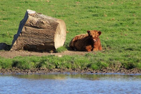 Nature livestock landscape photo