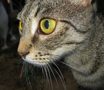 Yellow eyes pet attention photo