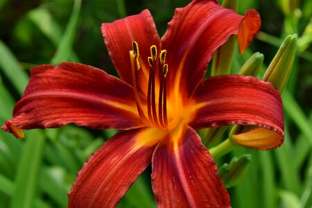 Ecology lily pistil
