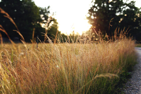 Free photo of sunset in the field all over again. photo