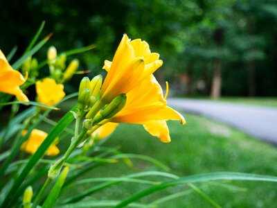 Yellow Flower in Park photo