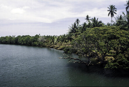 Landscape and forest at the Riverbank in the Philippines
