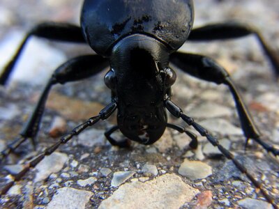 Carabus nature animal