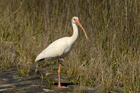 White Ibis standing alone at Aransas National Wildlife Refuge photo