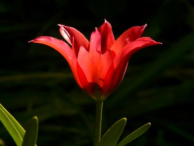 Beautiful tulpenbluete flower photo