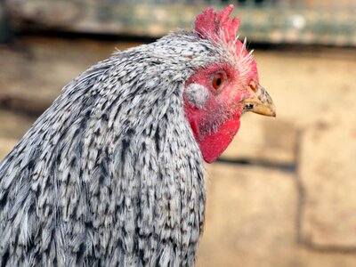 Poultry pets head photo