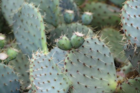 Agave Asparagaceae Aloe vera cactus photo