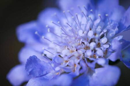 Beautiful Flowers blooming blossom
