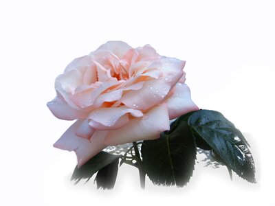 Bloom beautiful noble