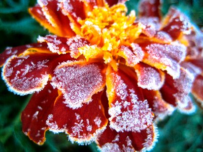 Green plant frosting