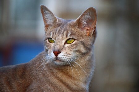 Animal beautiful photo cat