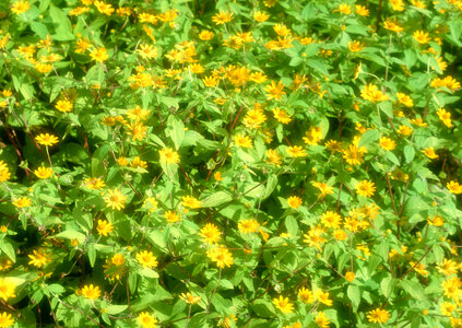 Field of Dahlberg daisy in the garden