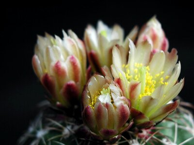 Blossoming cactus nectar photo