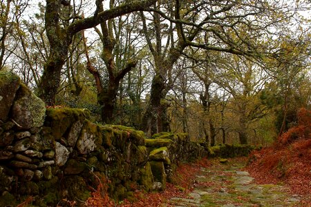Autumn branch countryside