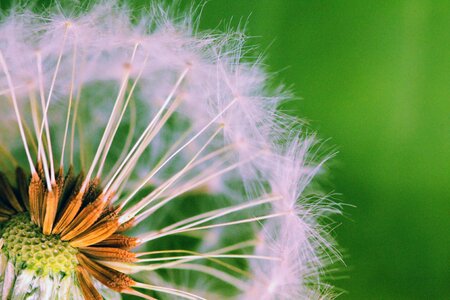 Seeds plants nature