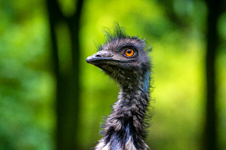 Head shot of an Emu photo