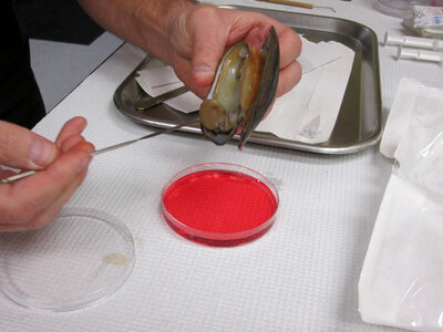Excision of the demibranchs for in vitro culture