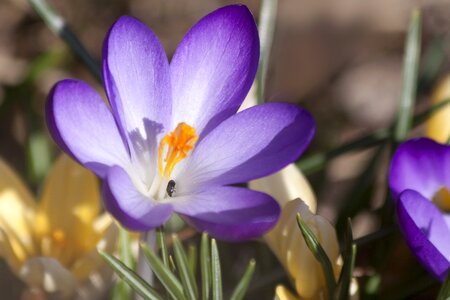 Blossom bloom flower photo