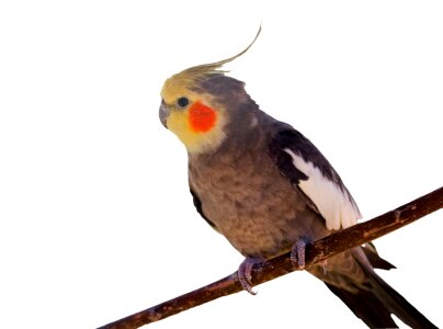 Cute pretty animal