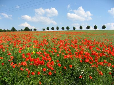 Poppies blooming field