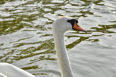 Neck profile side view photo