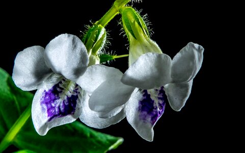 Bloom flower white violet