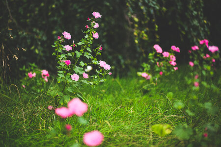 Pink Petal Flowers