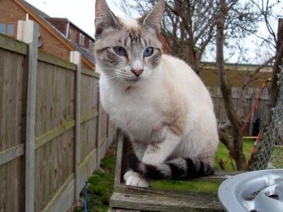 Blue eyes kitten