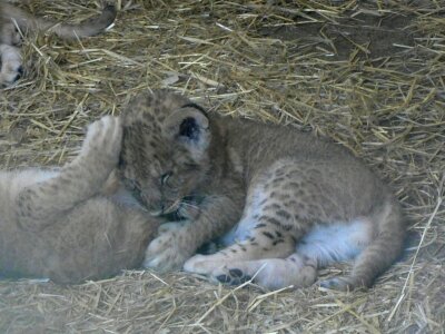 Lion lion cub photo