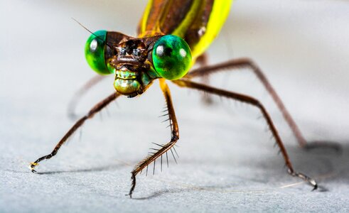 Eye green compound