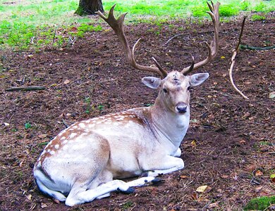 Antler scoop graze photo