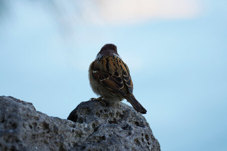 16 Sparrow photo