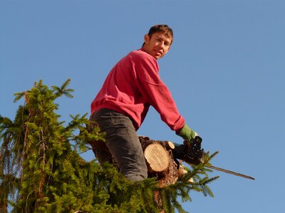 Saw fir tree top photo