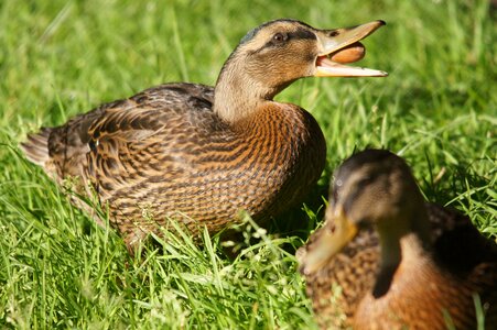 Duck animals nature