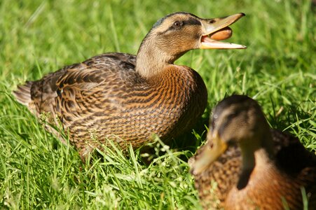 Duck animals nature photo