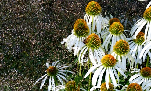 Anemones leaf nature photo