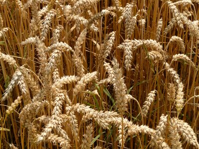 Grain field wheat field photo