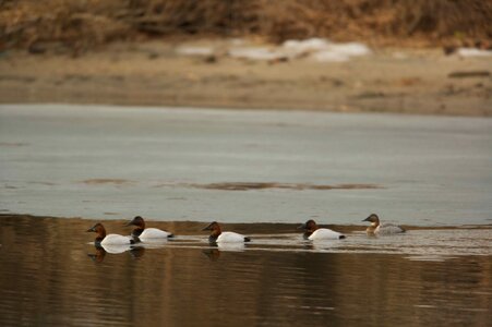Canvas ducks group