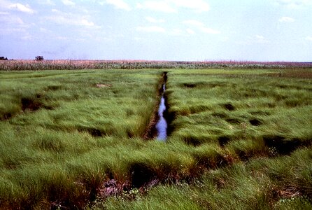 Cordgrass marsh network