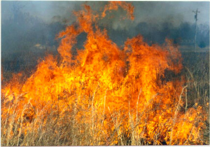 Prescribed Burn at Chesapeake Marshlands National Wildlife Refuge Complex-2 photo