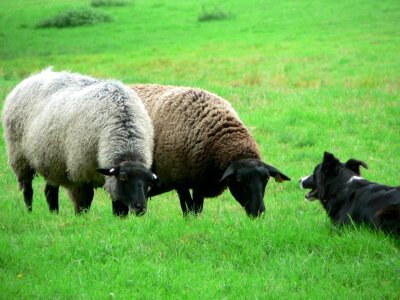 Cane sheep 