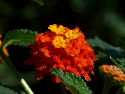 Yellow orange flower photo