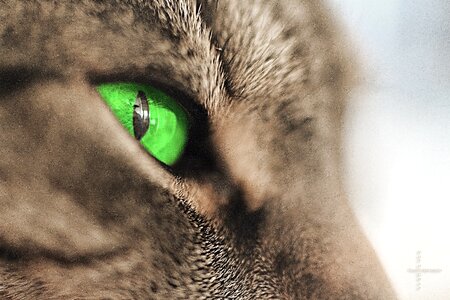 Head eyes green