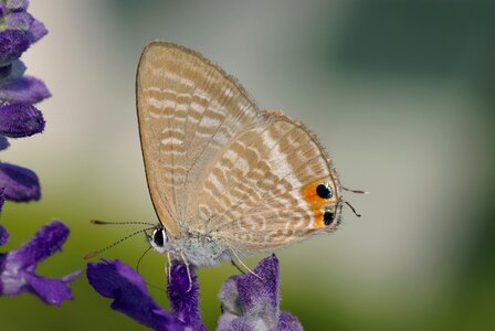 Long blue lampides boeticus lycaenidae photo