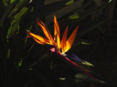Blossom nature foliage