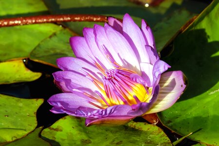 Aquatic beautiful beautiful flowers photo