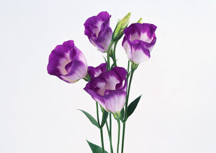 Purple Colored Tulip photo