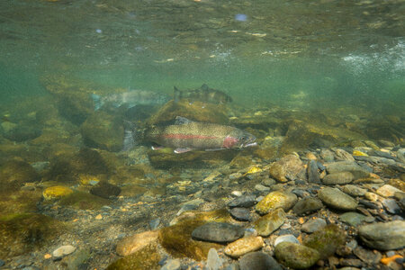 Rainbow trout-1 photo