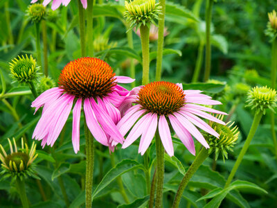 Pink Flowers in Garden photo