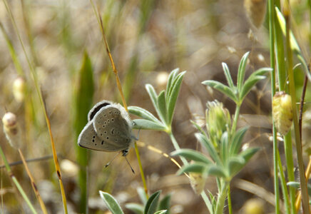 Mission Blue butterfly photo
